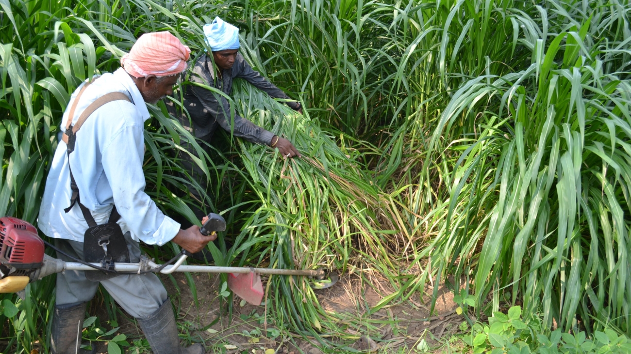 Harvesting by brush cutter